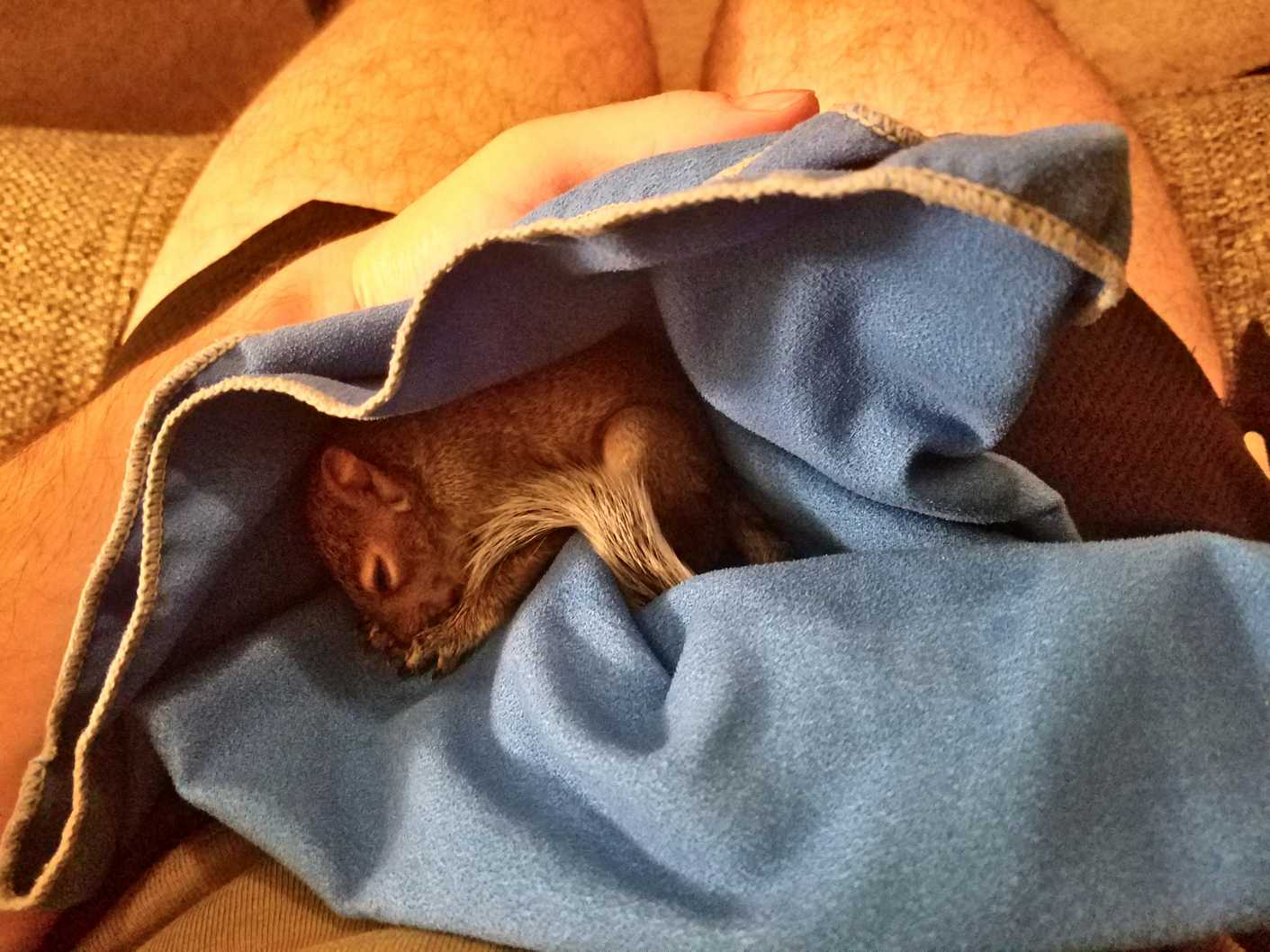 Orphaned baby squirrel sleeping