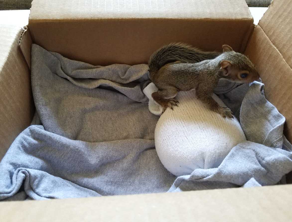 Rescued baby squirrel with rice buddy