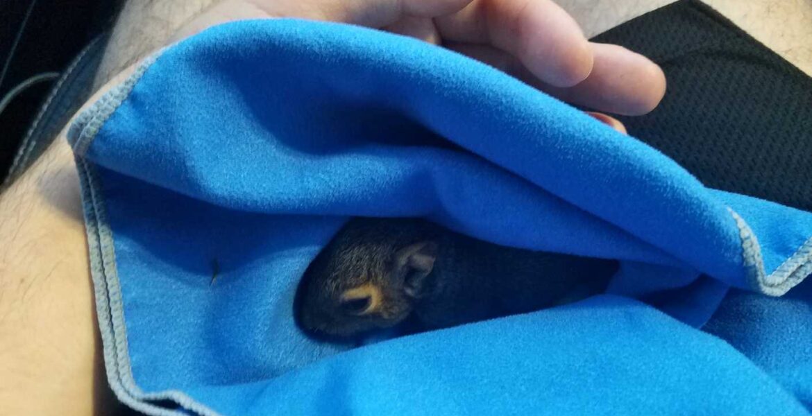 Rescued baby squirrel swaddled in towel