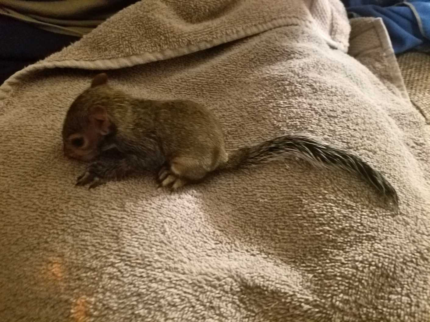 Six-week squirrel we recued on lying on a towel